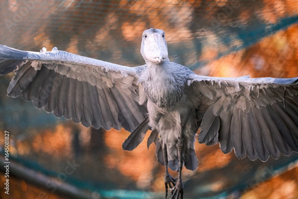 Fototapeta Shoebill (Balaeniceps rex) flying with autumn foliage background in zoo enclosure