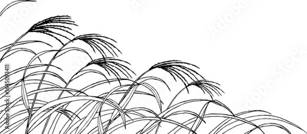 Obraz ペンで描いたすすきのイラスト