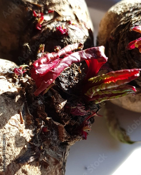 Obraz Sprouting Beetroot Fresh Growth Close-up