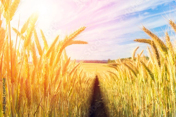 Obraz Path in the wheat field