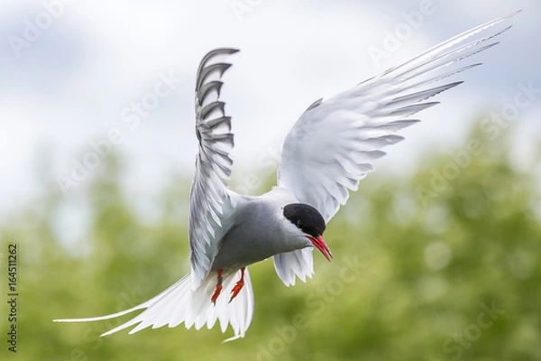 Obraz Artic Turns Farnes Island - Sterna paradisaea