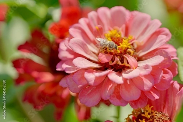 Fototapeta pink dahlia flower