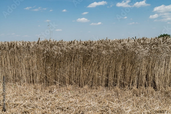 Fototapeta Wheat field