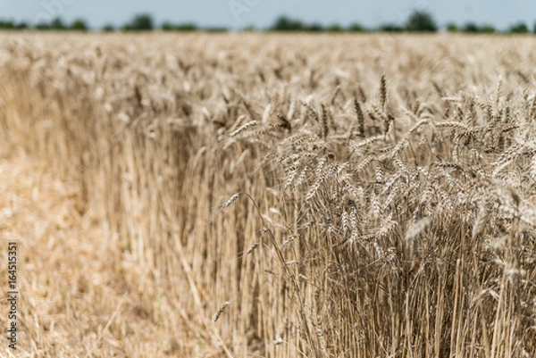 Fototapeta Wheat field