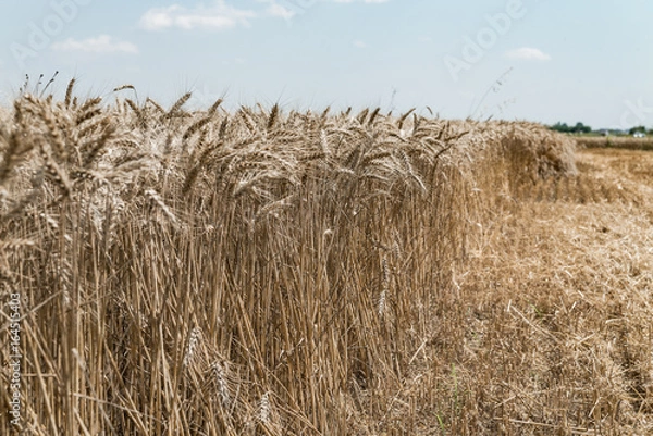 Fototapeta Wheat field