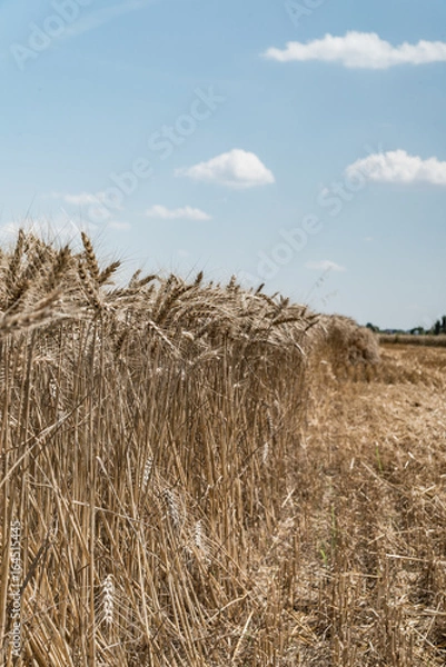 Fototapeta Wheat field