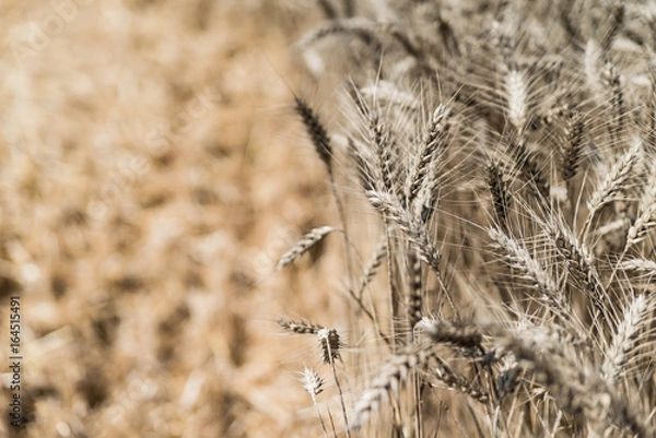 Fototapeta Wheat field