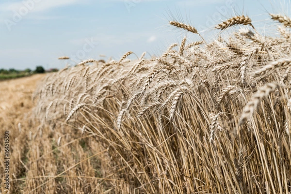 Fototapeta Wheat field