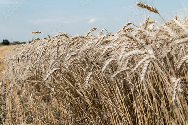 Fototapeta Wheat field