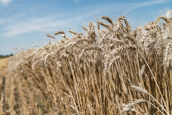 Fototapeta Wheat field