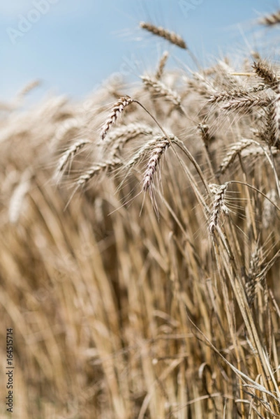 Fototapeta Wheat field