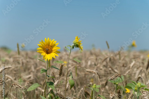 Fototapeta Sunflowers in the field of wheat