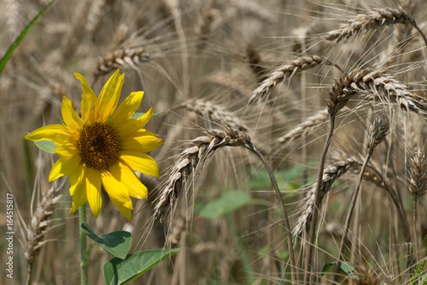 Fototapeta Sunflowers in the field of wheat