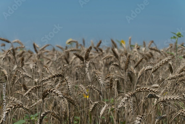 Fototapeta Wheat field