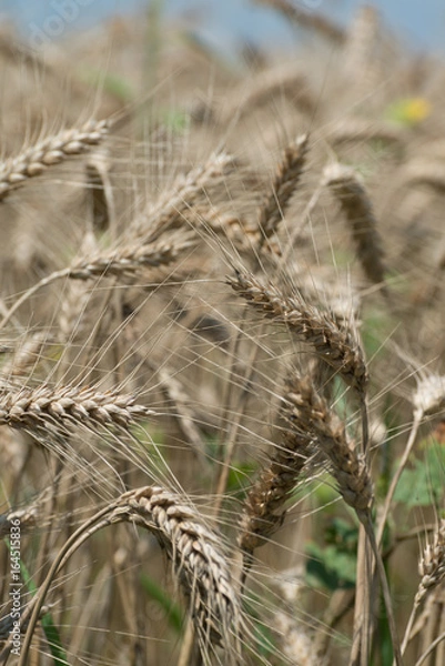 Fototapeta Wheat field