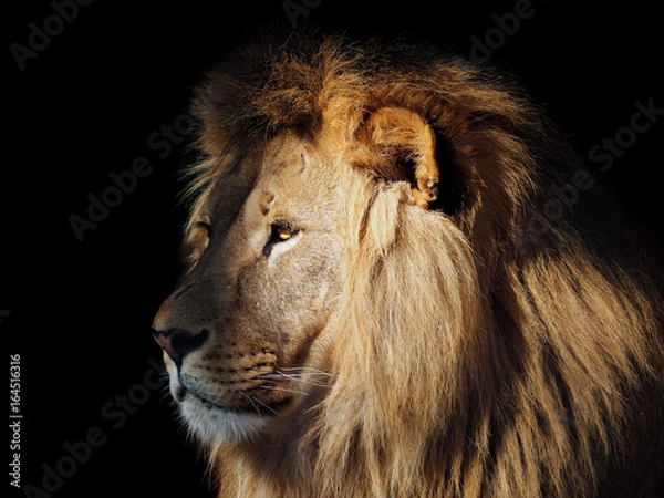 Fototapeta Lion great king at the dark background view from left isolated at black