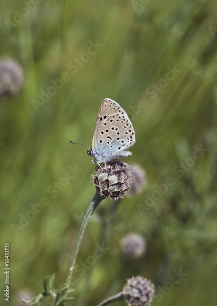 Obraz Blue wing sitting on flower bud.