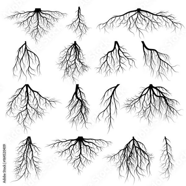 Fototapeta Set of tree roots