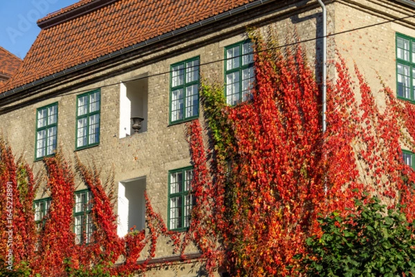 Obraz Vivid Red Virginia Creeper Covering Residential Facade in Frogner Oslo