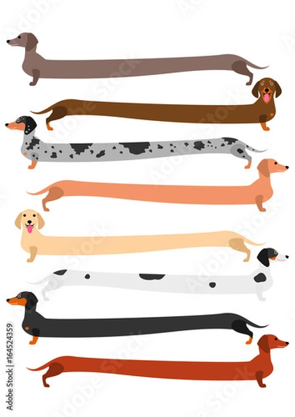 Fototapeta very long colorful Dachshund set
