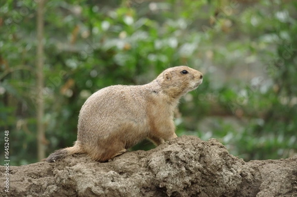 Obraz 警戒するオグロプレーリードッグ