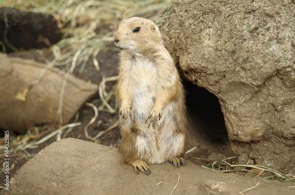 Obraz 巣から出てきて周りの様子を伺うオグロプレーリードッグ