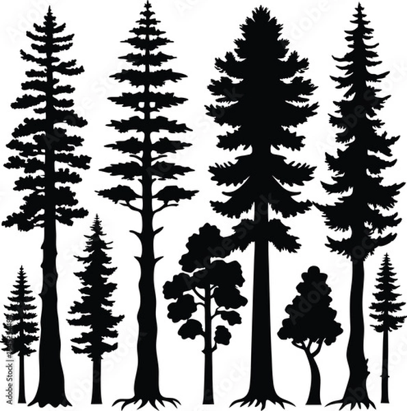 Fototapeta Silhouette Trees Vector: Evergreen Forest, Pine, Fir, Nature Illustration, Graphic Design Element