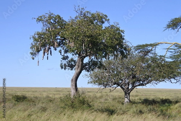 Fototapeta Ein Leberwurstbaum und blauer Himmel