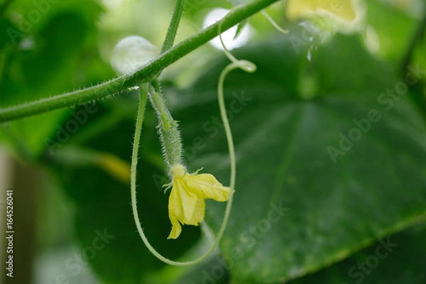 Obraz Cucumber growing in garden. Close up, soft focus