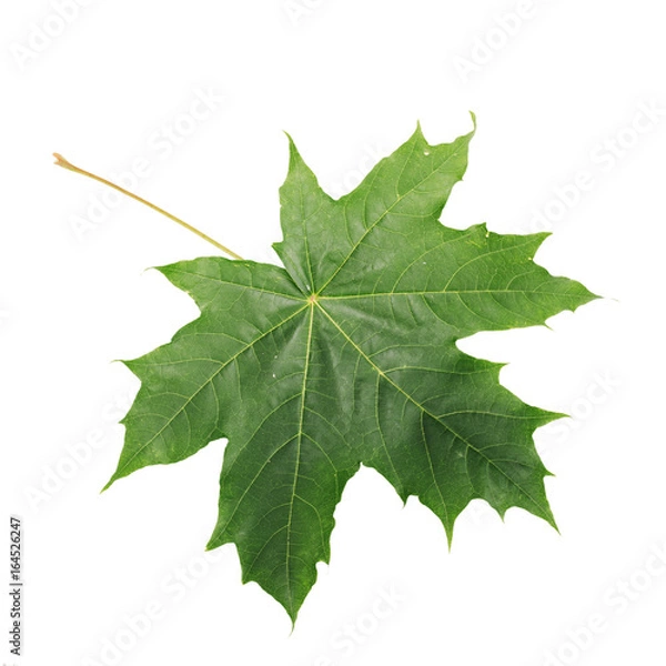 Obraz Green Maple Leaf isolated on white background. Clipping path included.