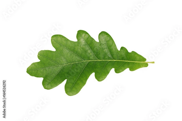 Obraz Green oak leaf isolated on white background