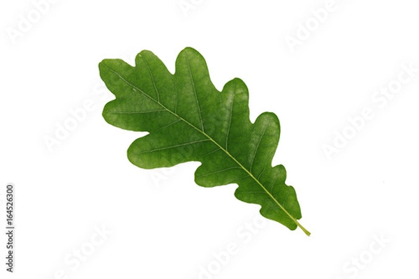 Obraz Green oak leaf isolated on white background