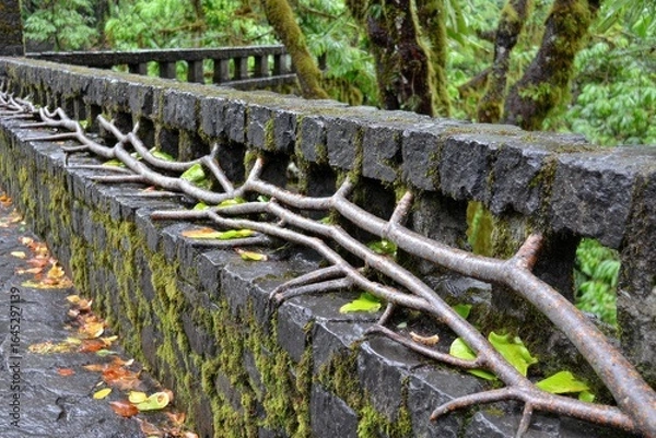 Fototapeta Stone wall with branches, mossy and wet