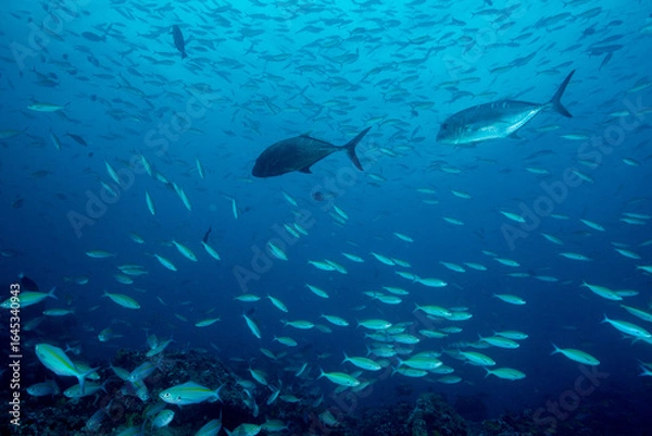 Fototapeta School of Bartail fusilier