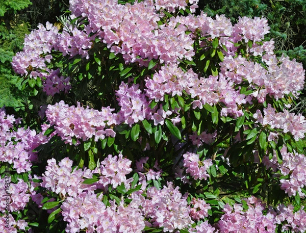 Fototapeta Розовые цветы на ветках рододендрона.