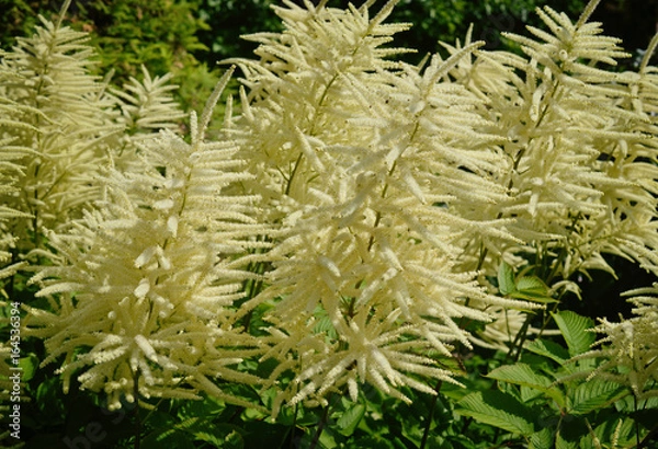 Obraz Арункус (Волжанка) пышно цветёт в саду.