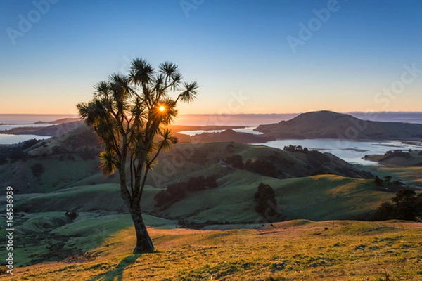 Obraz Otago Peninsula Cabbage tree