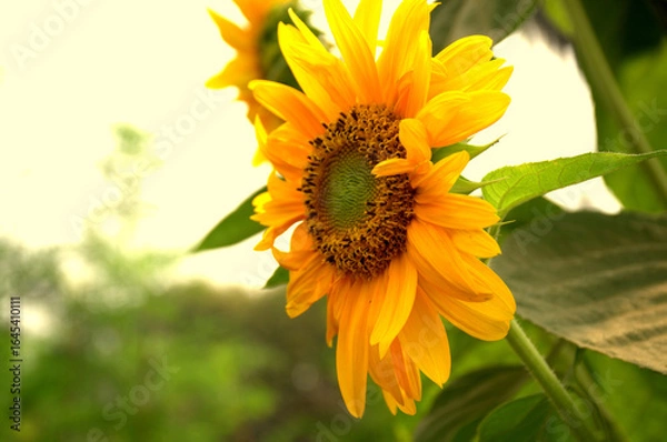 Obraz Close-up of sun flower against green leaf. organic agriculture in countryside plantation, flora blossom yellow petal and green leaf flower in nature is beauty. 