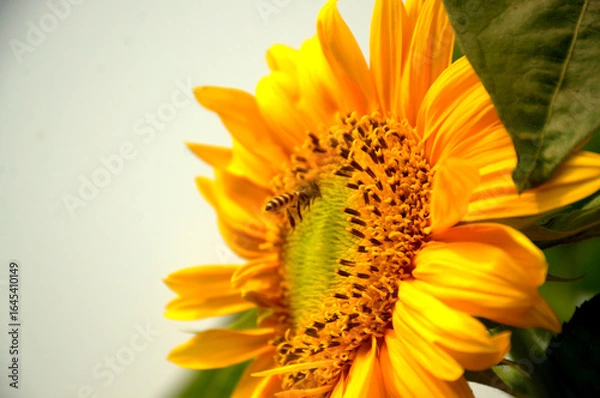 Obraz Close-up of sun flower against green leaf. organic agriculture in countryside plantation, flora blossom yellow petal and green leaf flower in nature is beauty. 
