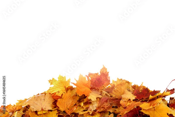 Fototapeta  Falling autumn maple leaves isolated on transparent background