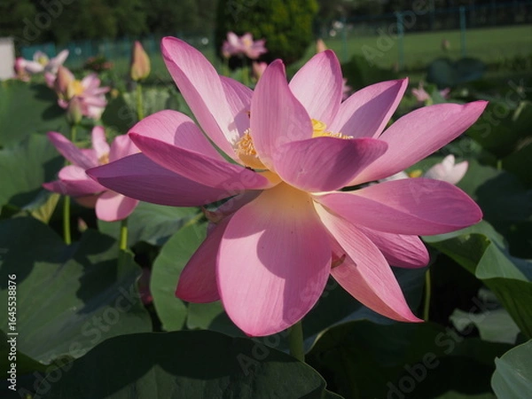 Fototapeta 大賀ハス 悠久の時を経て咲くピンク色の花