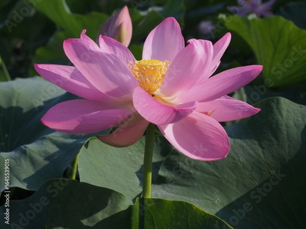 Obraz 大賀ハス 美しく咲き誇るピンクの蓮