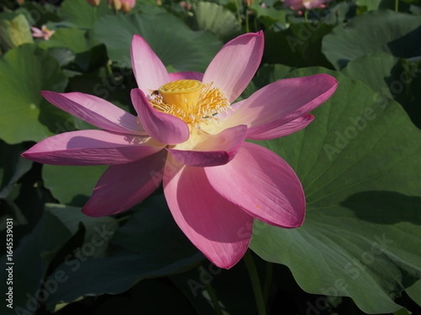 Obraz 大賀ハスの花とミツバチ