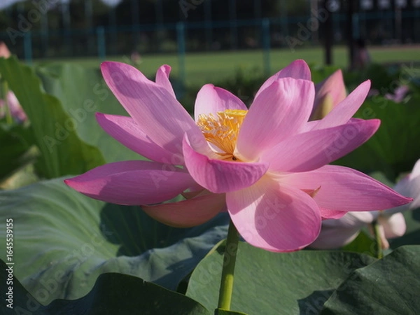 Obraz 鮮やかなピンクの蓮