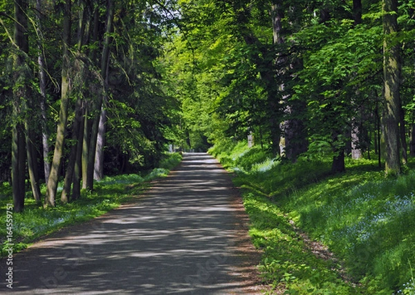 Fototapeta road path in the spring forest with blooming forget-me-not