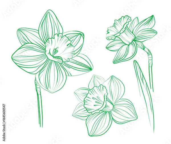 Fototapeta Elegant line art of daffodil flowers. Daffodils in green ink. Minimalist floral illustration for spring themes. 
Good for design and decor. 