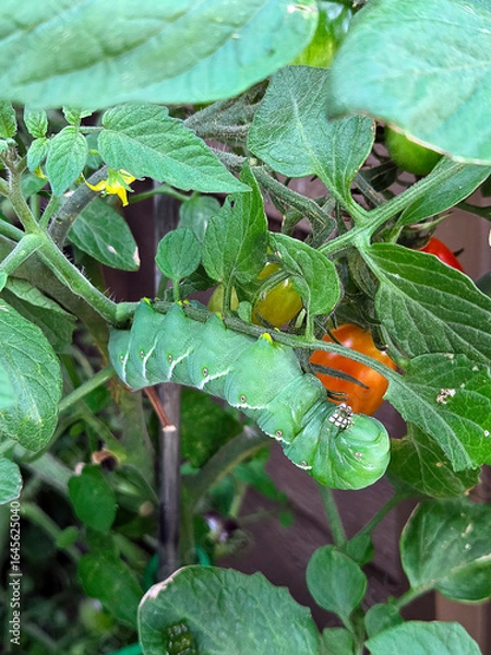 Fototapeta A large green tomato hornworm is hanging on the stem of a tomato plant surrounded by lush green leaves and small, ripening tomatoes