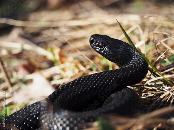 Fototapeta Snake black laying at the green grass with red eyes