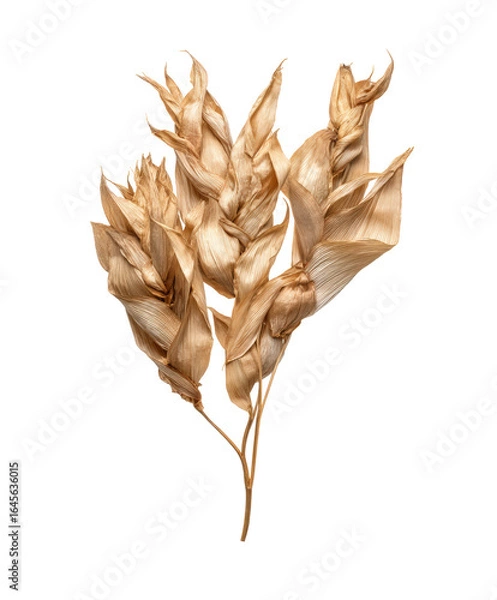 Obraz Dried plant seed pods isolated on transparent background