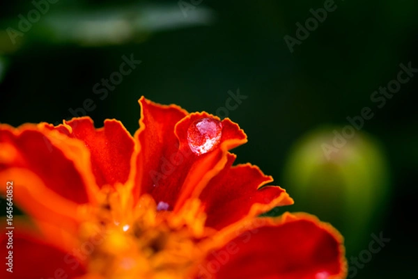Fototapeta red flower with water drops